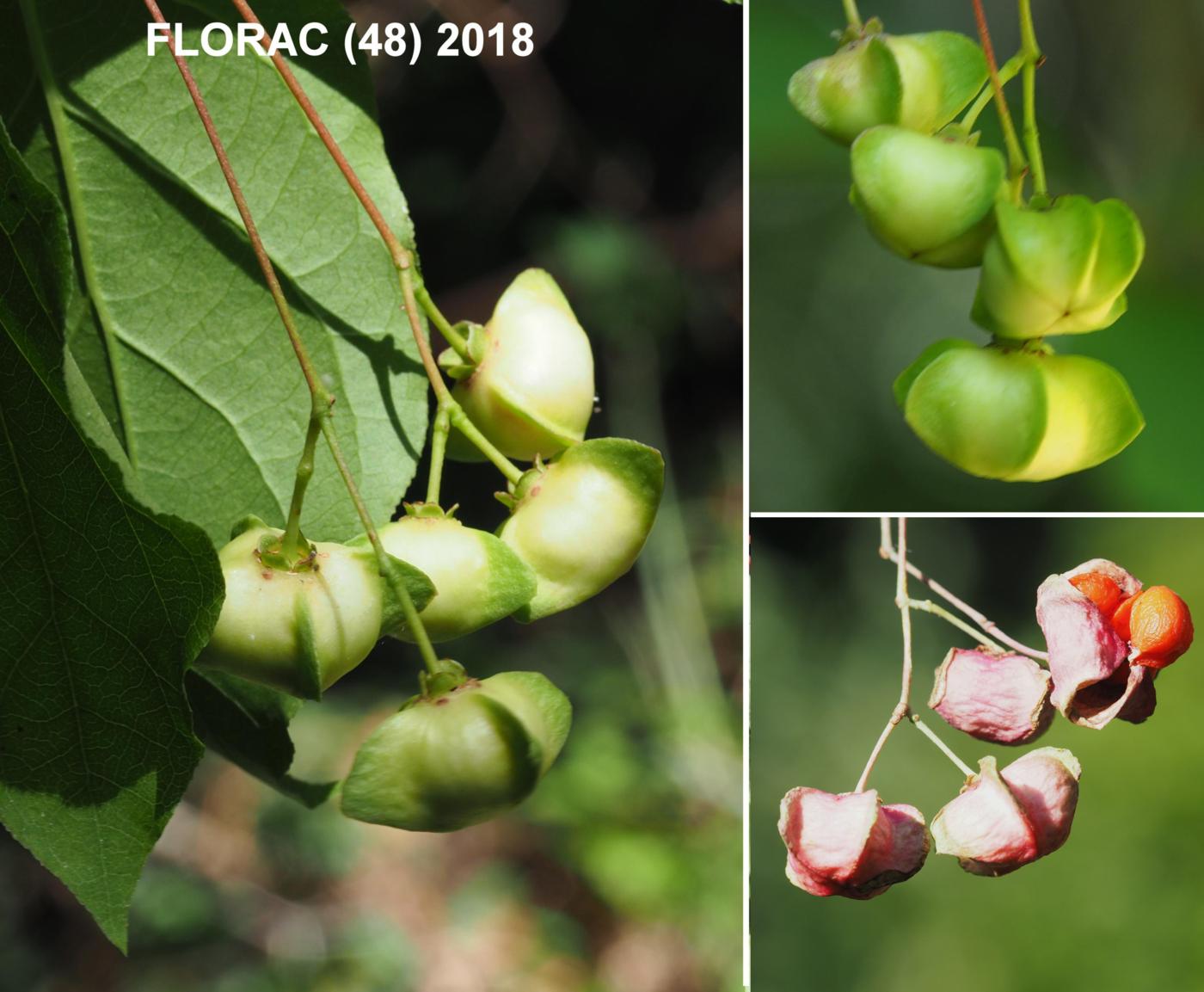 Spindle, Wide-leaved fruit